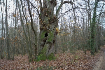 SAINT-MARS-D OUTILLE - BOUCLE-sarthe