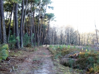 MULSANNE - LA BUTTE AUX RENARDS-sarthe