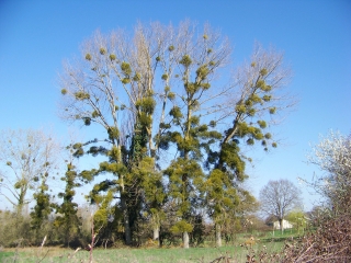 SILLE-LE-PHILIPPE-sarthe