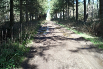 GUECELARD - BOIS DE SAINT HUBERT-sarthe
