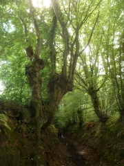 AVEZE  - AU COEUR DU BOCAGE PERCHERON-sarthe
