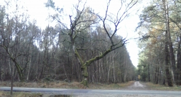 BRETTE-LES-PINS - LE HAUT BOIS-sarthe