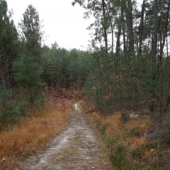 BERCE - SECTEUR PROFONDS VAUX - GUITTIERE-sarthe