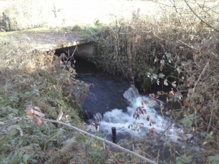 MAYET - LANDE DE SAULION-sarthe