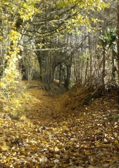 ENTRE SARGE ET YVRE L EVEQUE-sarthe