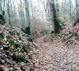 ENTRE SARGE ET YVRE L EVEQUE-sarthe