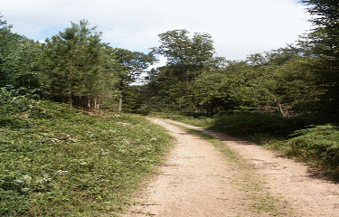 FORET DE BERCE-sarthe