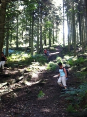 FORET DE PERSEIGNE-sarthe