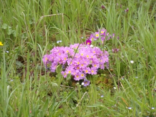 BOUCLES DE SAINT VINCENT DU LOROUER-sarthe