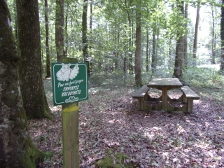 JUPILLE - FORET DE BERCE-sarthe