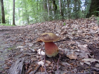 JUPILLE - FORET DE BERCE-sarthe