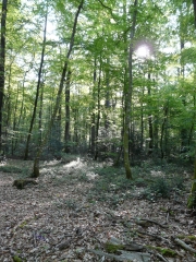 THOIRE SUR DINAN-sarthe