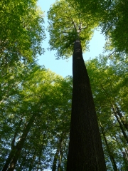 THOIRE SUR DINAN-sarthe