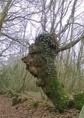 TUFFE SUD ET NORD-EST ET ALLER RETOUR A CHERONNE-sarthe