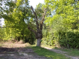 SAINT MARS D OUTILLE (VERT RACCOURCIE)-sarthe