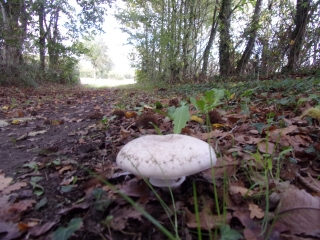 MARIGNE-LAILLE NORD SUD-sarthe