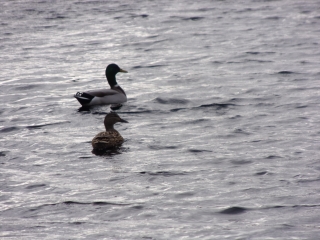 PARIGNE-L EVEQUE - BOIS ET ETANG DE LOUDON-sarthe