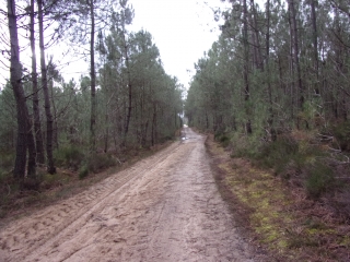 PARIGNE-L EVEQUE - BOIS ET ETANG DE LOUDON-sarthe
