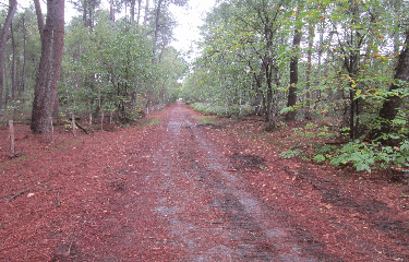 CHALLES - BOIS DES GOUTTES NOIRES-sarthe