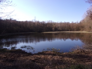 FORET DE BERCE-sarthe