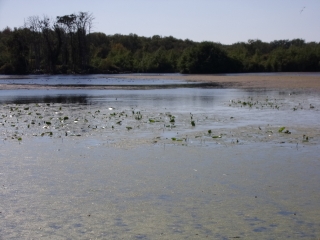 PARIGNE L EVEQUE - BOIS DE LOUDON-sarthe