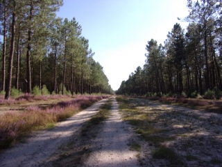 PARIGNE L EVEQUE - BOIS DE LOUDON-sarthe