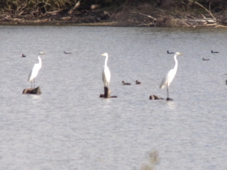 SOULITRE - SITELLES - SAINT DENIS DU TERTRE - SURFOND-sarthe