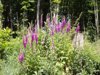CONFLANS-SUR-ANILLE VERS LE BOIS DE MARCHEVERT-sarthe