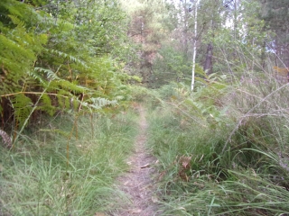 FORET DE BERCE-sarthe