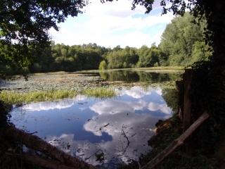 FORET DE BERCE-sarthe