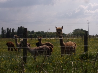 CLERMONT - CREANS-sarthe