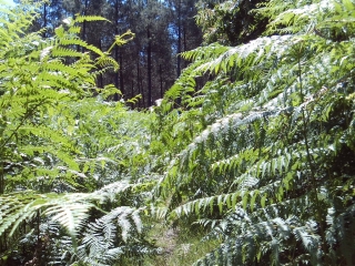 BERCE - SAINT HUBERT-sarthe