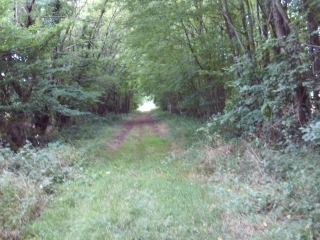 SAINT-PIERRE - FUTAIE DES CLOS - LA RAGEE-sarthe