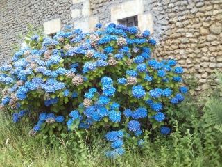 SAINT-PIERRE - FUTAIE DES CLOS - LA RAGEE-sarthe