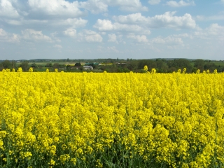 AUVERS-SOUS-MONTFAUCON-sarthe