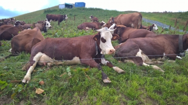 BALCON DU MONT BLANC-savoie