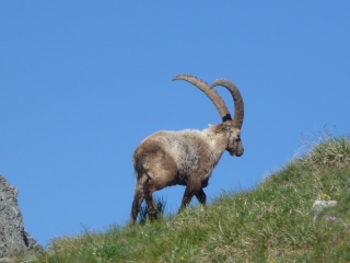 12 JOURS EN VANOISE-savoie