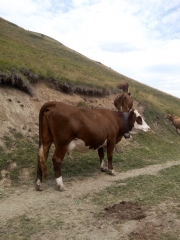LE CORBIER - LES COMBORSIERES-savoie