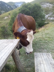 LE CORBIER - FORET DE TARAVERAY-savoie