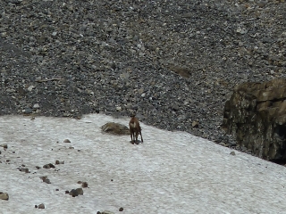 CHAUSSICE A COTE DE ST-NICOLAS-LA-CHAPELLE HAUTE SAVOIE-savoie