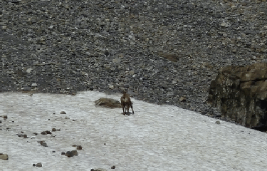 CHAUSSICE A COTE DE ST-NICOLAS-LA-CHAPELLE HAUTE SAVOIE-savoie