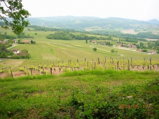 LUCEY - VIGNOBLE DES VINS SAVOIE DE JONGIEUX-savoie