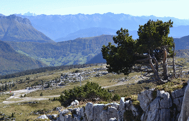 MONT MARGERIAZ DEPUIS LA FORET-savoie