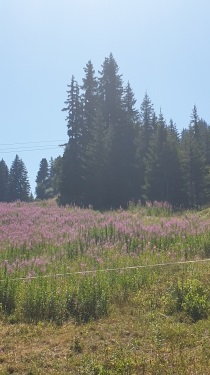LA TETE DE CUVY-savoie