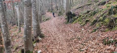 BOIS SUR LA CHAPELLE DU MONT DU CHAT-savoie