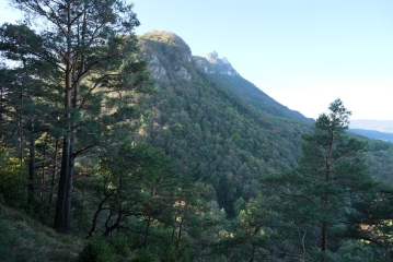 BOIS SUR LA CHAPELLE DU MONT DU CHAT-savoie