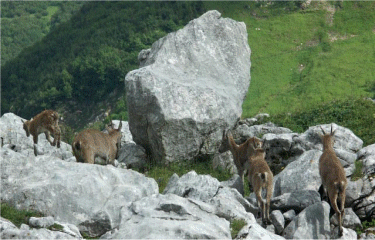LAC DE PEYRE-haute-savoie