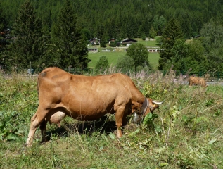 VALLORCINE  - LE LONG DE L EAU-haute-savoie