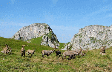 COL DE BISE-haute-savoie