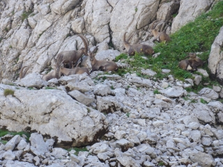 LES CORNETTES DE BISES-haute-savoie